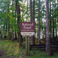 Red River Gorge, June 18, 2010